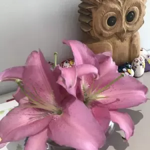 ブログ｜みなみ在宅クリニック